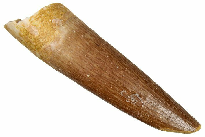Fossil Plesiosaur (Zarafasaura) Tooth - Morocco #349844